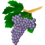 grape varieties android application logo